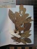 Herbarium sample